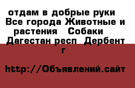 отдам в добрые руки - Все города Животные и растения » Собаки   . Дагестан респ.,Дербент г.